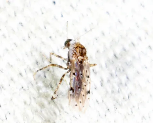 Alluaudomyia paraspina