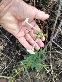 manyflower tobacco thumbnail 4