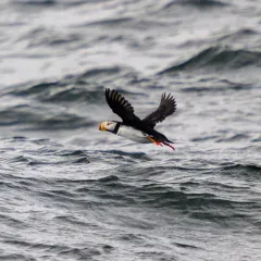 Horned Puffin thumbnail 3