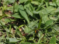 Cresson's Nomad Bee thumbnail 2