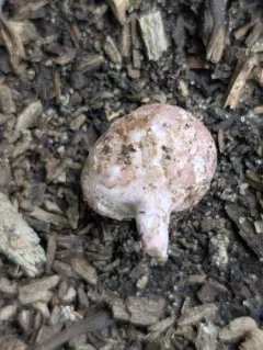 Phallogaster saccatus thumbnail 4
