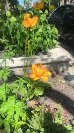Chinese globeflower thumbnail 3
