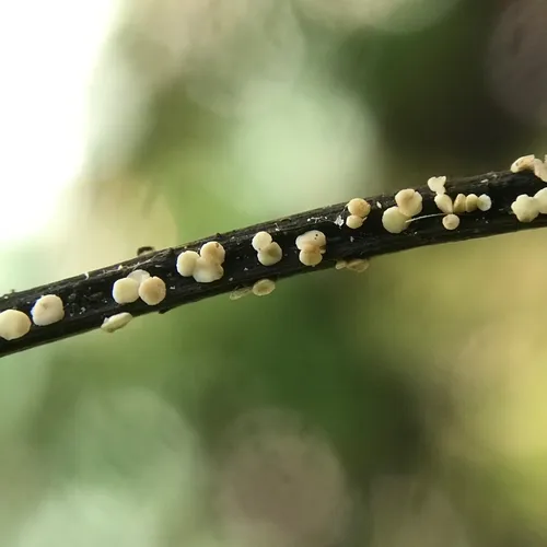 Calycina populina