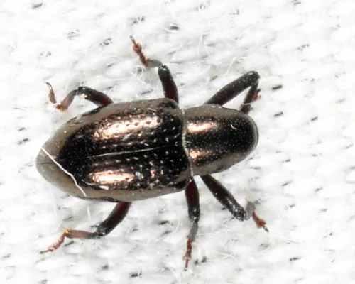 Tyloderma capitale
