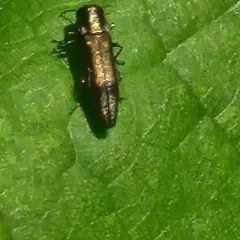 Agrilus derasofasciatus thumbnail 4