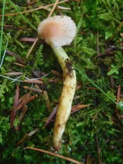 Gomphidius flavipes thumbnail 1