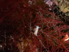Bonnemaisonia nootkana thumbnail 4