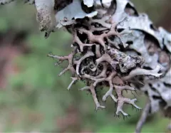 Powder-tipped Antler Lichen thumbnail 4