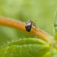 Flower Bud Weevil thumbnail 4