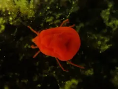 Red Freshwater Mite thumbnail 2