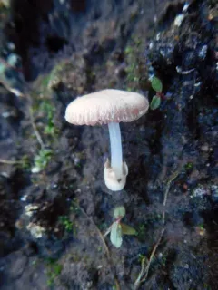Volvariella pusilla thumbnail 3