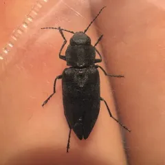 Black Fire Beetle thumbnail 4