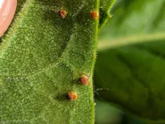 Silphium rust thumbnail 2