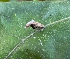 Coleophora querciella thumbnail 3