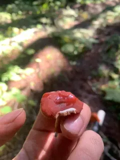 Lactarius subflammeus thumbnail 4