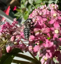 Texas Leafcutter Bee thumbnail 4