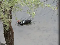 Muscovy Duck thumbnail 4