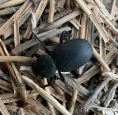 Eleodes tenebrosa thumbnail 4