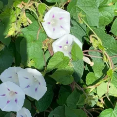 common morning-glory thumbnail 1