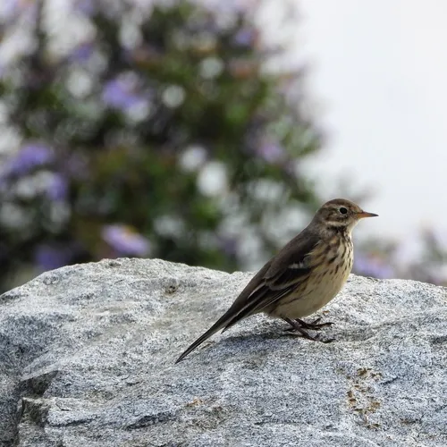 American Pipit