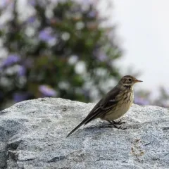 American Pipit thumbnail 1