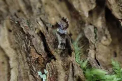 brown-banded barklouse thumbnail 3