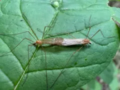 Shannonomyia lenta thumbnail 3