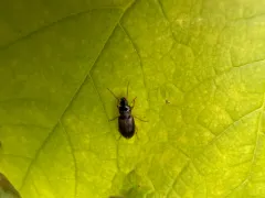 Trichotichnus autumnalis thumbnail 4