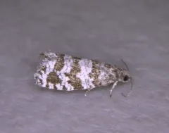 Spruce Needleminer Moth thumbnail 3