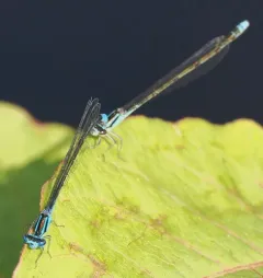 Turquoise Bluet thumbnail 4