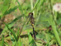 Double-ringed Pennant thumbnail 2