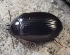 Platydema excavata thumbnail 4