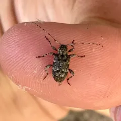 Six-speckled Long-horned Beetle thumbnail 3