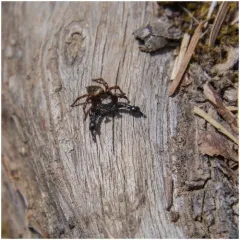 Oregon Paradise Spider thumbnail 4