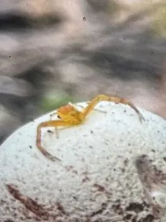 northeastern flower crab spider thumbnail 3