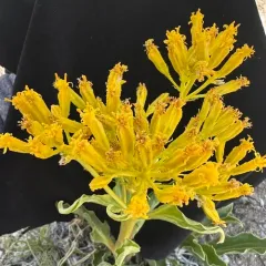 desert yellowhead thumbnail 4