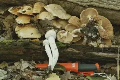 Phlegmacium argutum thumbnail 2