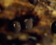Enerthenema intermedium thumbnail 2