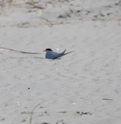 Least Tern thumbnail 4