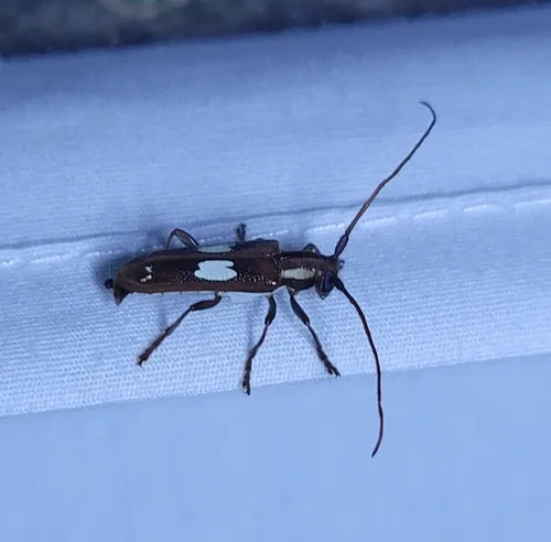 Spotted Apple Tree Borer