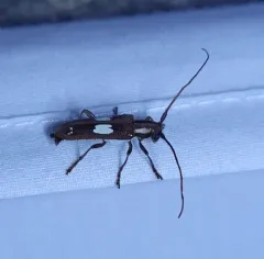 Spotted Apple Tree Borer thumbnail 1