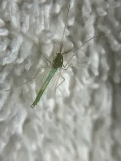 Endochironomus subtendens thumbnail 3