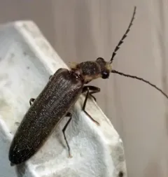 Toothed Click Beetle thumbnail 4