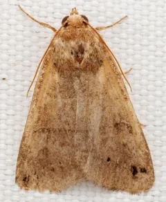 Black-dotted Brown thumbnail 4