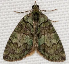 Renounced Hydriomena Moth thumbnail 3