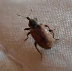Alfalfa Weevil thumbnail 4