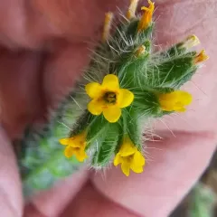 Bristly Fiddleneck thumbnail 4