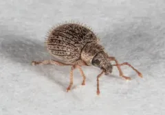 Brachysomus echinatus thumbnail 4