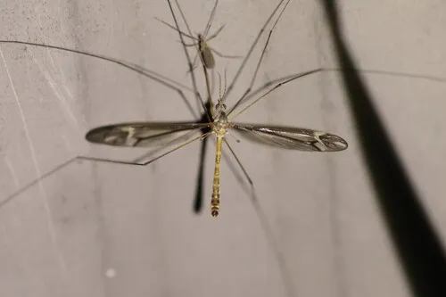 Tipula fraterna