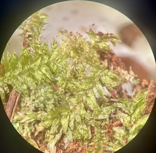 Plagiothecium pacificum